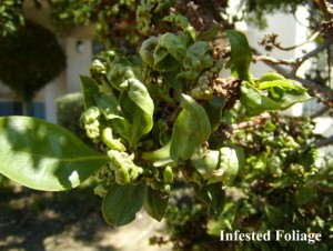 Myoporum Thrip Damage