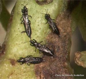 Myoporum Thrip Adults