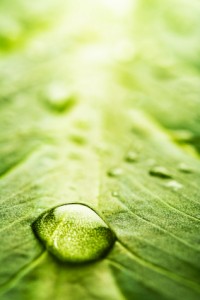 water-drop-on-leaf