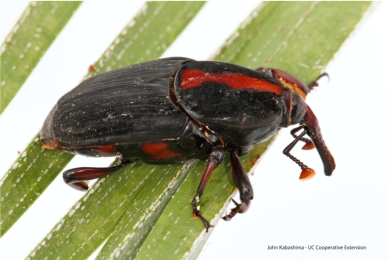 Red Palm Weevil Invades Southern California