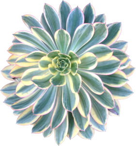 Aeonium sunburst